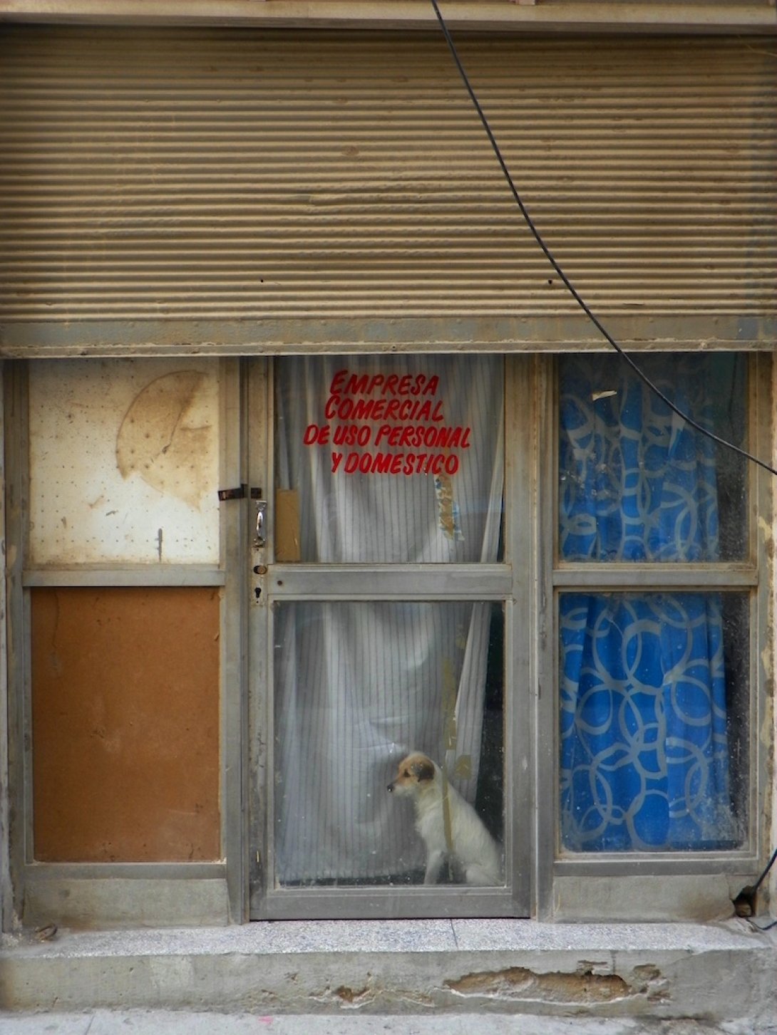Un perro en una tienda de La Habana.