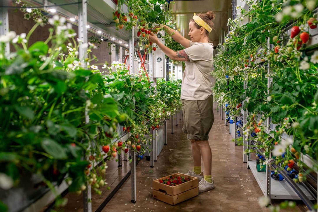 Granjas verticales, una solución a la demanda de alimentos en las grandes urbes.