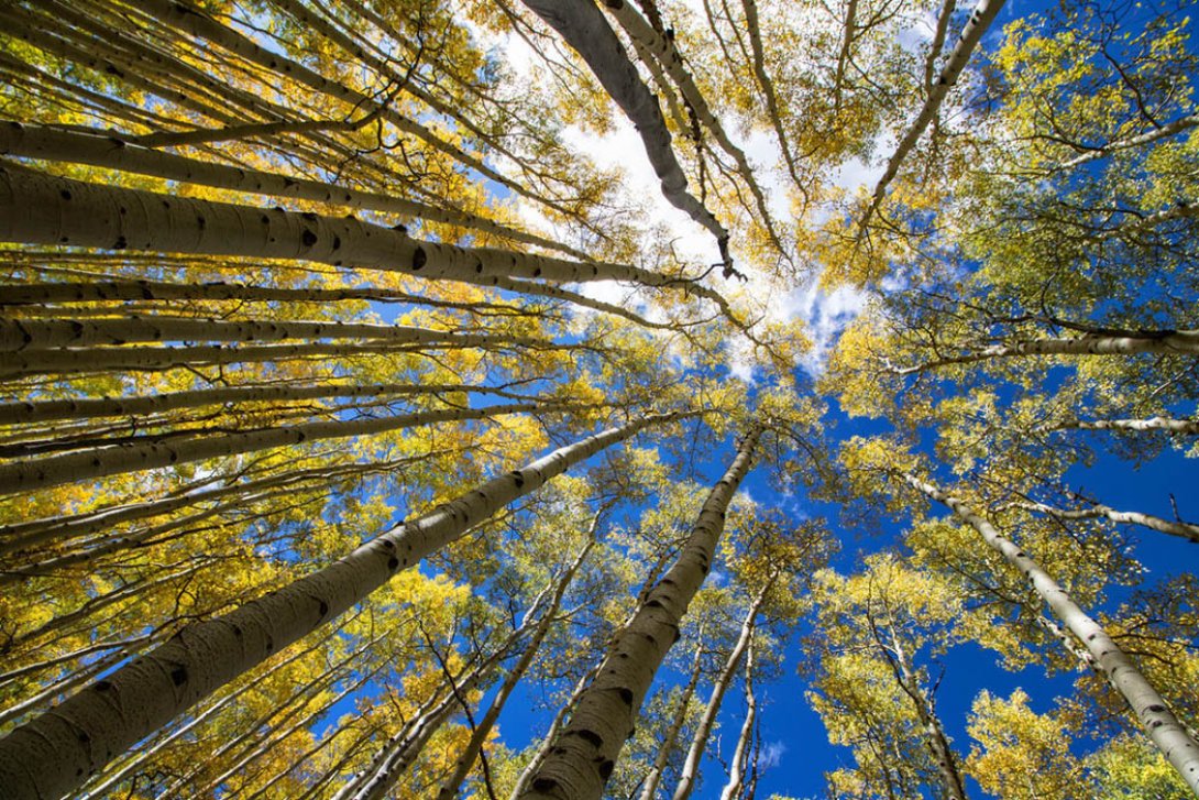 Pando, el ser vivo más longevo de La Tierra.