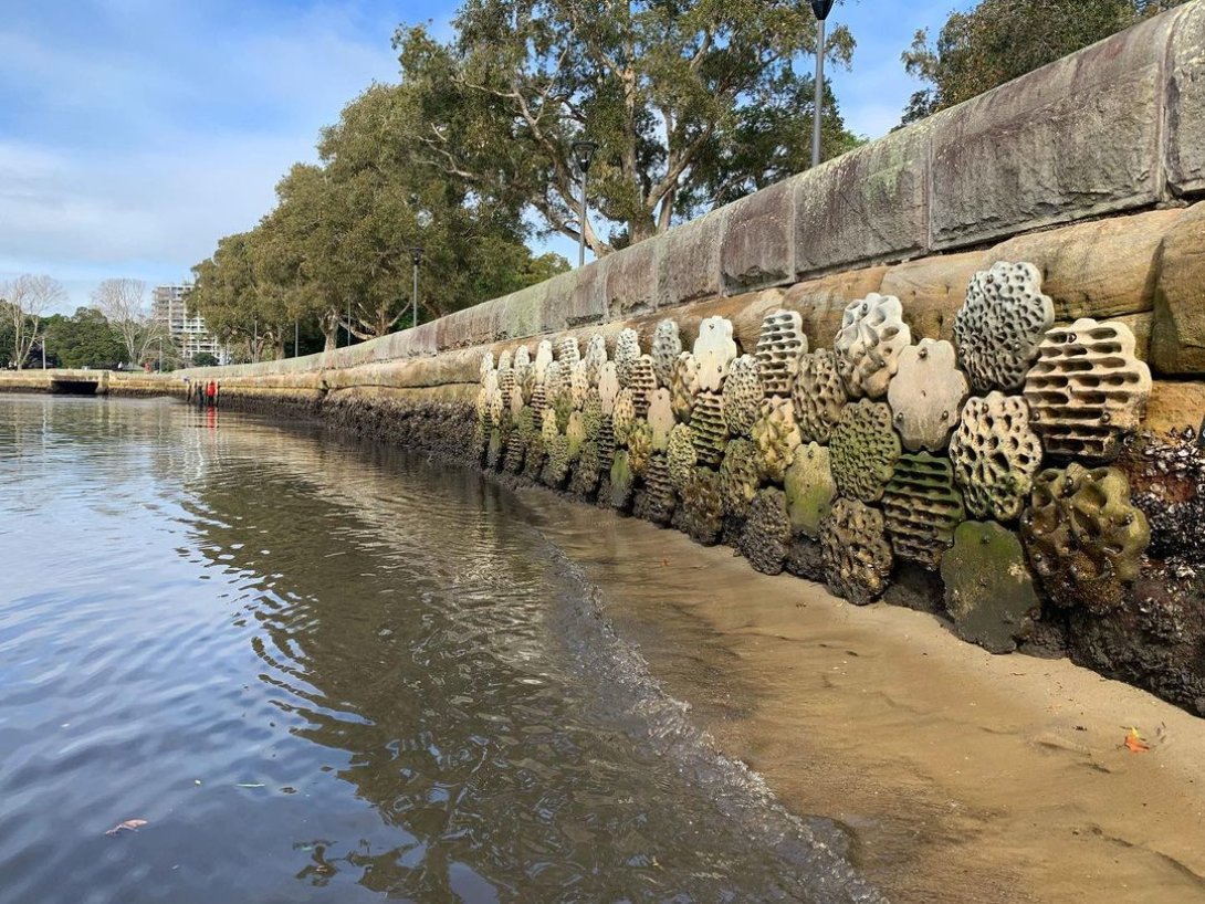 "Malecones vivientes”, piezas de diseño funcional que protegen la costa en Rushcutters Bay, Australia.