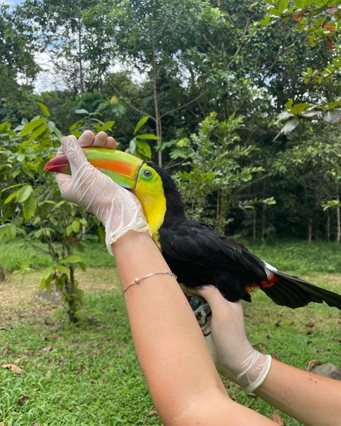 Tucán rehabilitado en Toucan Rescue Ranch.