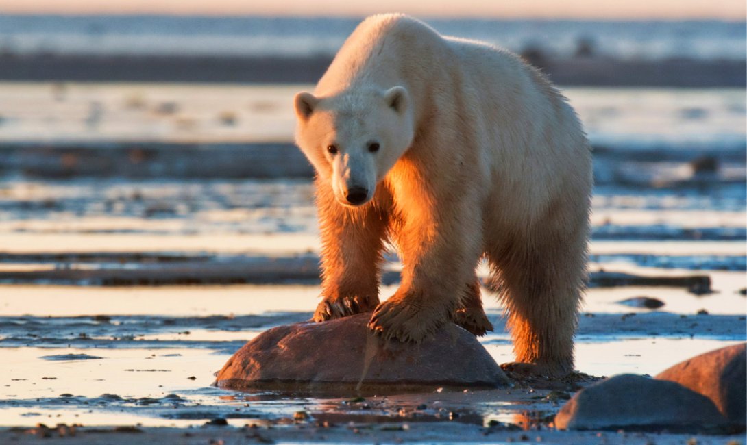 Los osos polares están en peligro debido al cambio climático.