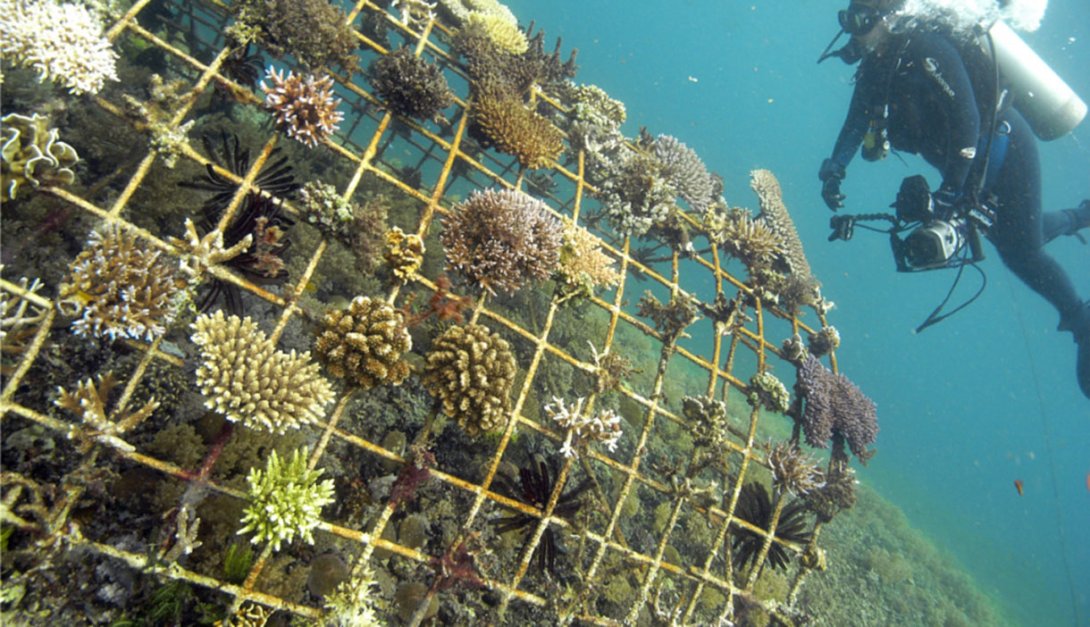 Recuperación de los ecosistemas en el arrecife de coral.
