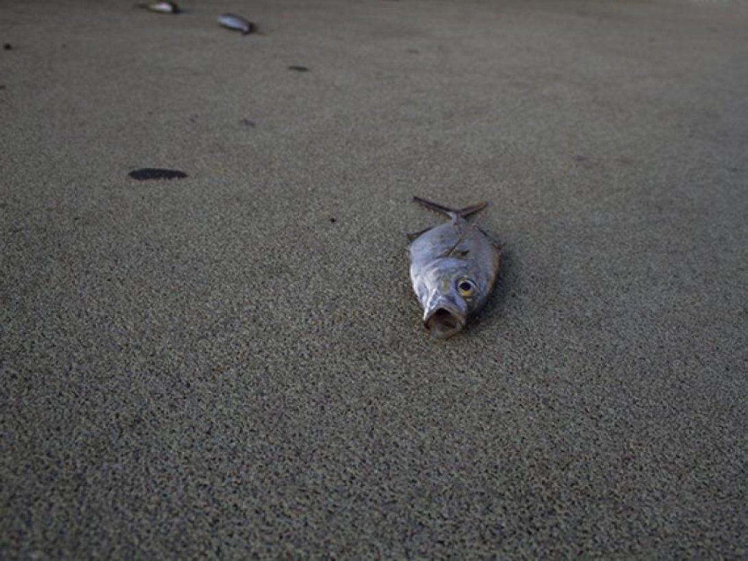 Un pez sobre el asfalto. Foto de Silvia Corbelle.