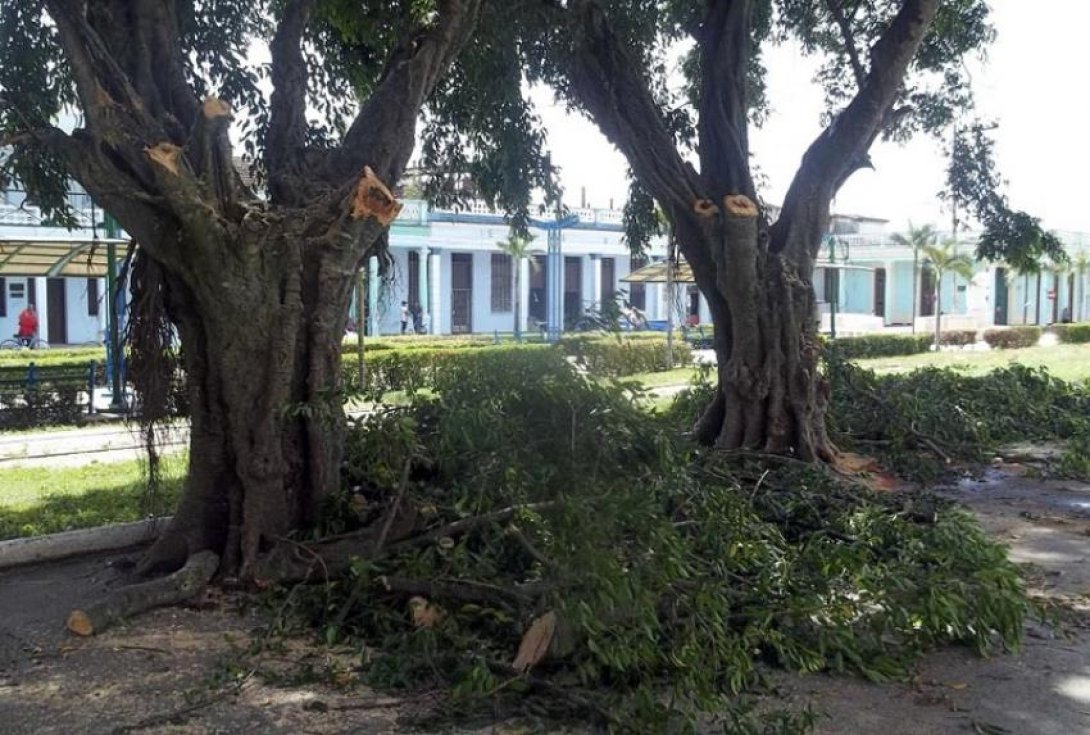 El desguace de los laureles del instituto