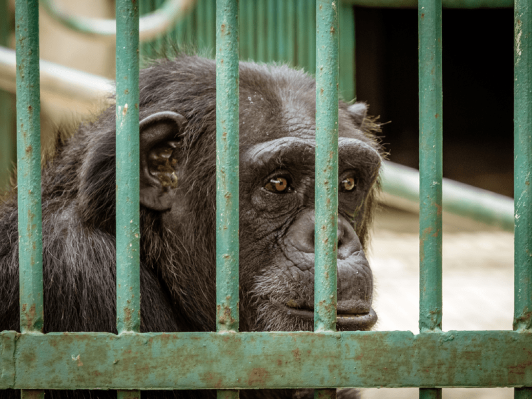 Mono mirando a través de su jaula.