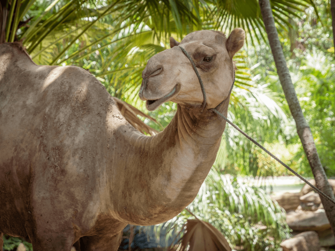 Camello con la boca atada con una cuerda. 