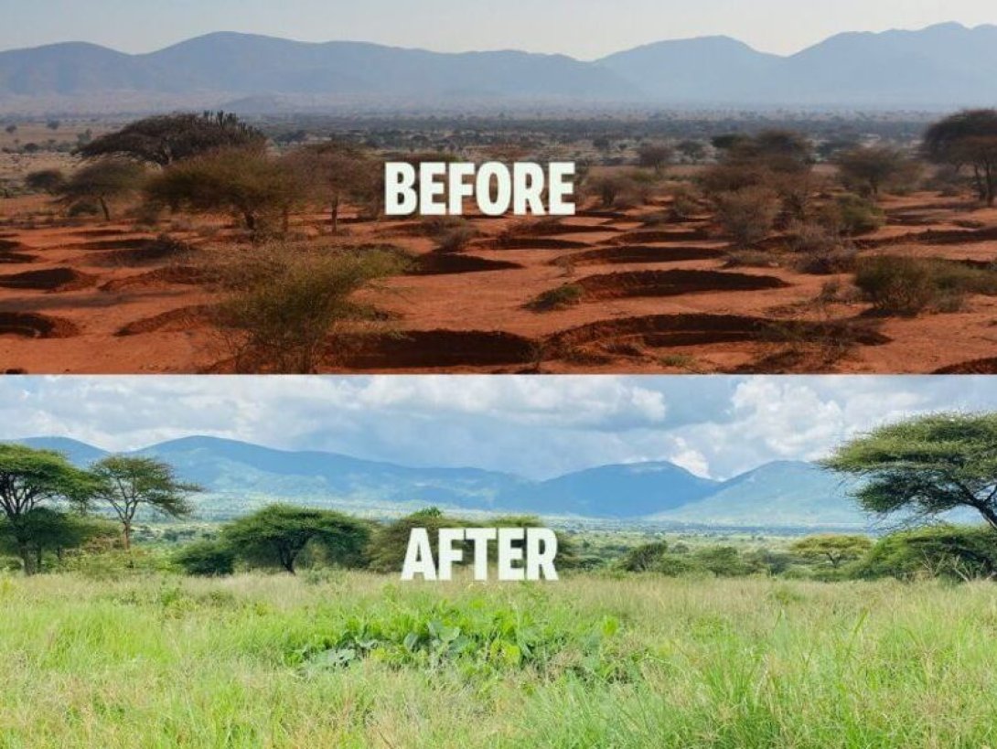 Ejemplo del impacto de la agricultura regenerativa en África: antes y después (desierto y pradera verde).
