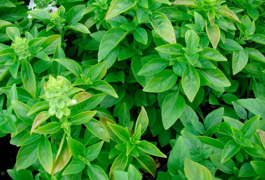 Planta albahaca en Cuba.