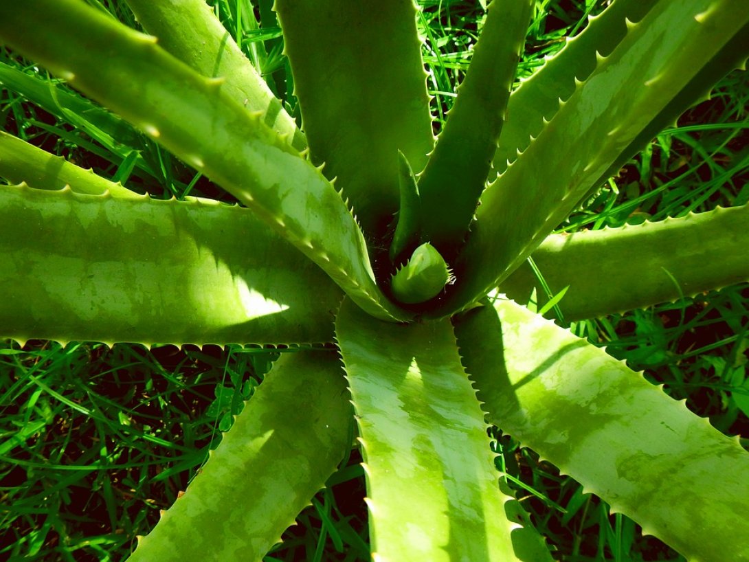 Sábila o aloe vera, planta medicinal.