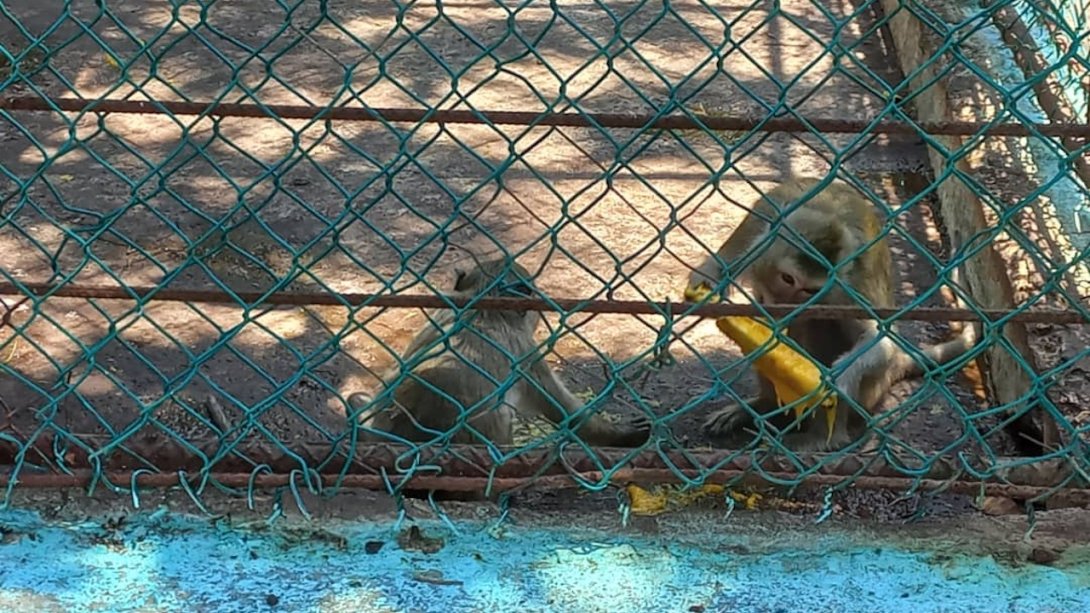 Monos en el zoológico de Caibarién.