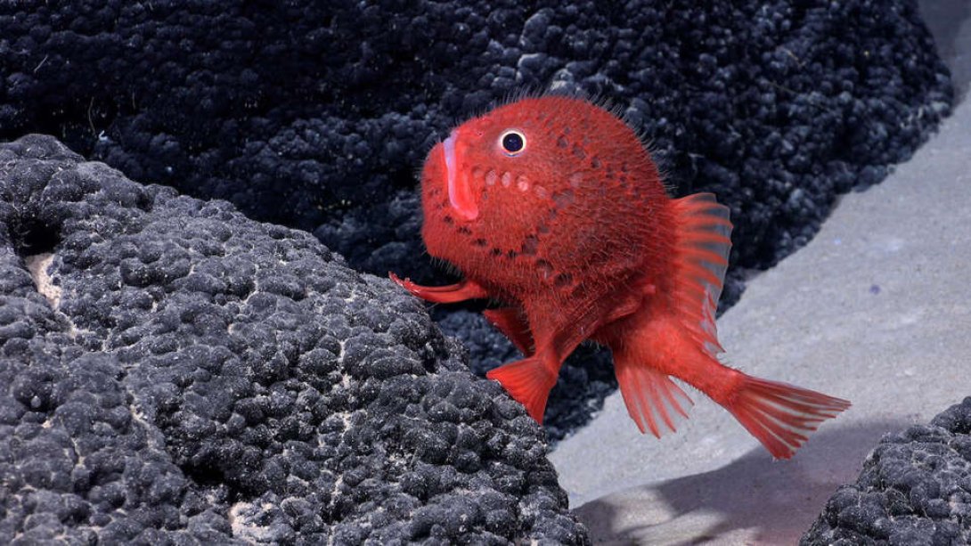Un Chaunacops, un género de pez óseo, encontrado a una profundidad de 1388 metros 