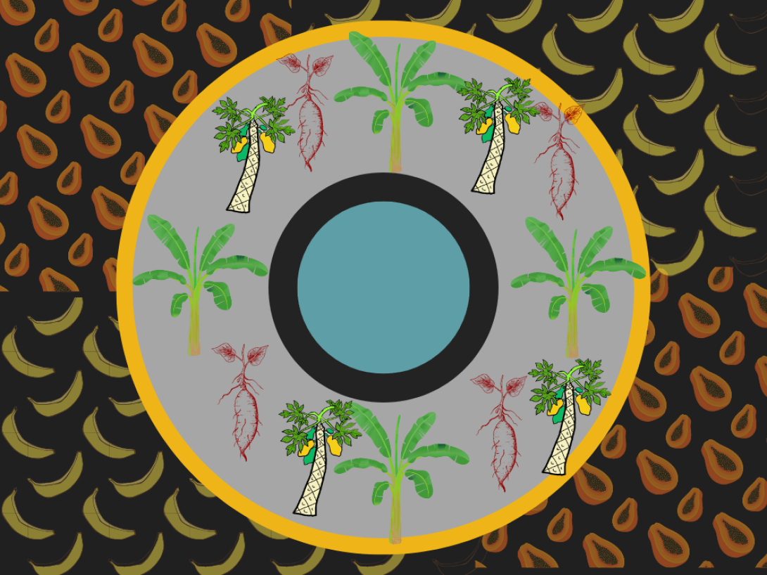 Diseño del círculo de plátano, boniato y frutabomba.