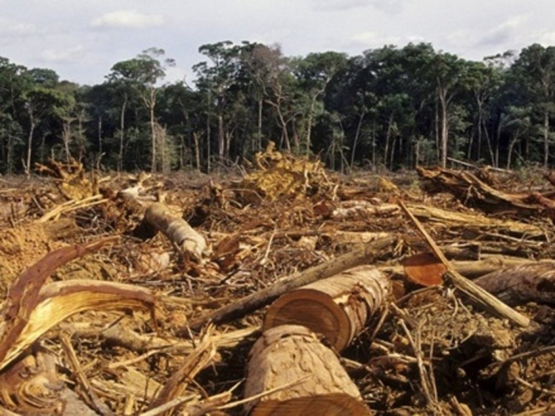 Árboles cortados en el suelo muestran un paisaje de deforestación.