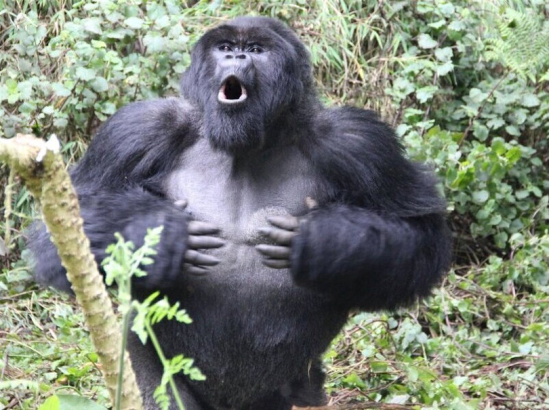 Gorila de montaña 