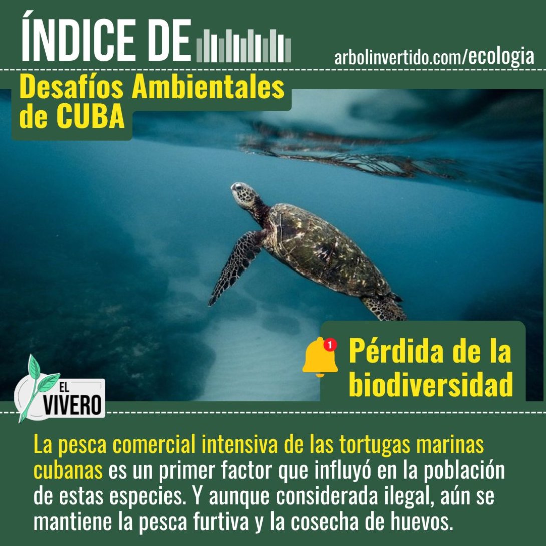 Las tortugas marinas cubanas: especies en peligro de extinción.