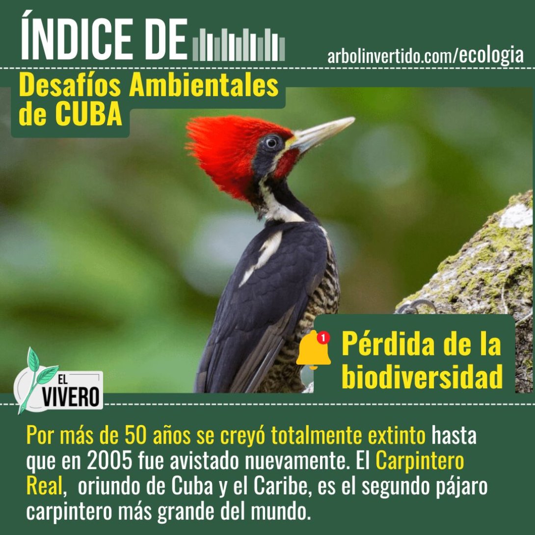 Carpintero Real, especie oriunda de Cuba y el Caribe en peligro de extinción.