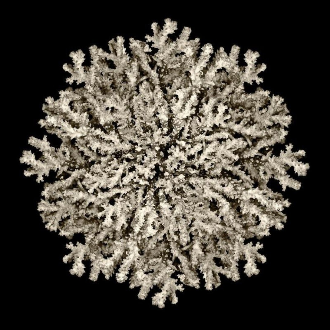 "coral1", de Ruth Peche, Light Box Led System, 0 x 50 cm, 2011-2012.