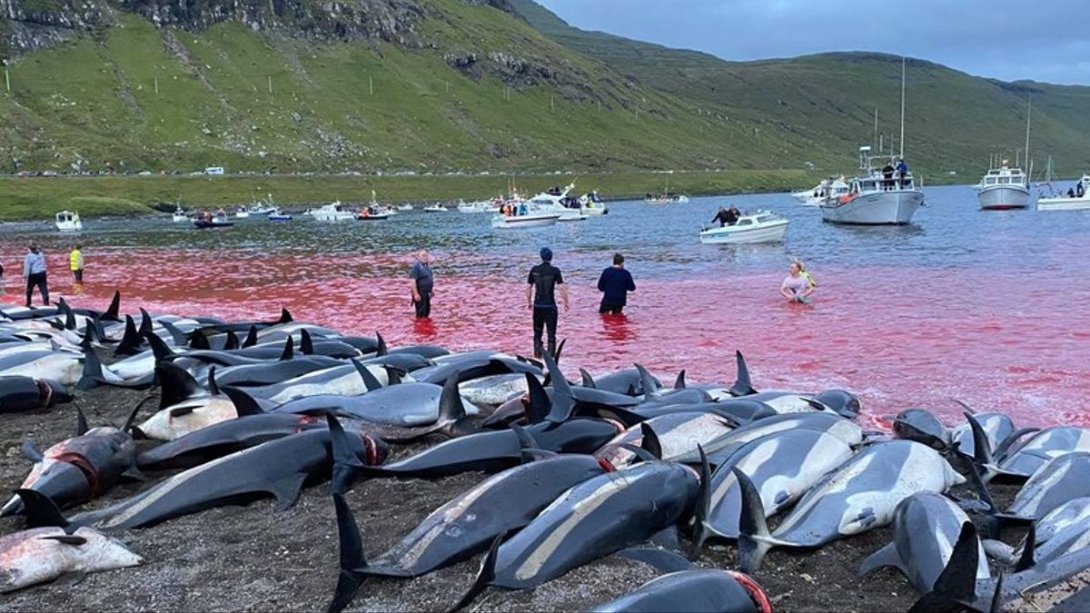La matanza ha superado en lo que va de año la cifra de 1400 delfines.