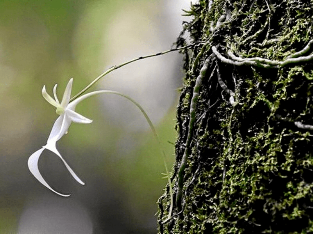 ¿Conoces la orquídea fantasma, una especie de flor única que crece en Cuba? ¿Conoces la orquídea fantasma, una especie de flor única que crece en Cuba?