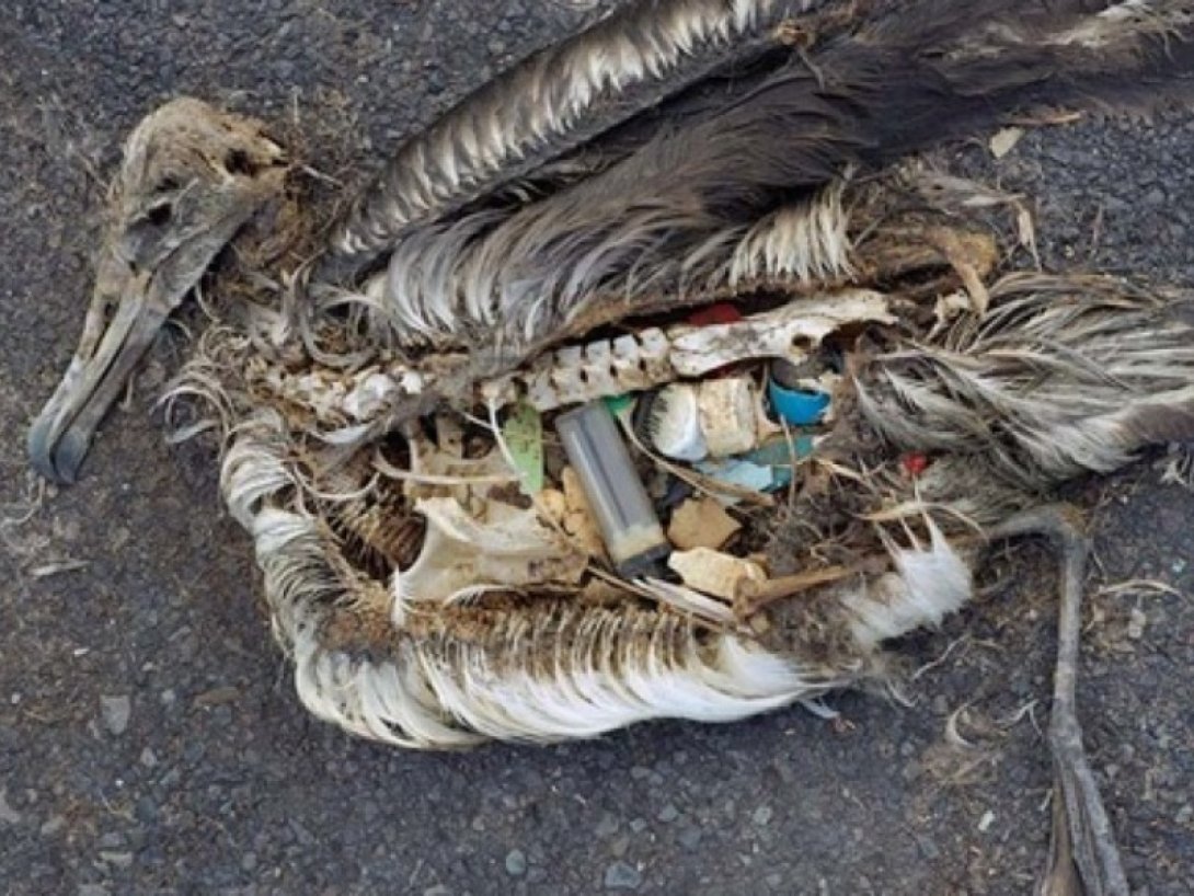 Pájaro muerto muestra su interior lleno de plástico.