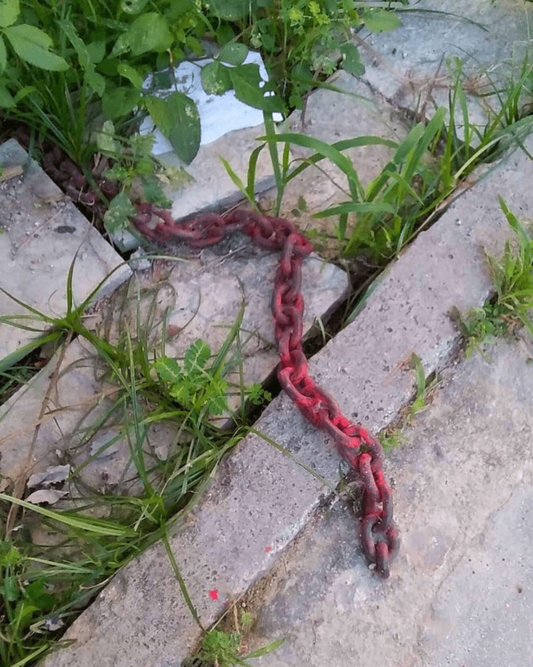 Una cadena rota y suelta sobre el piso de concreto con yerbas alrededor creciendo...