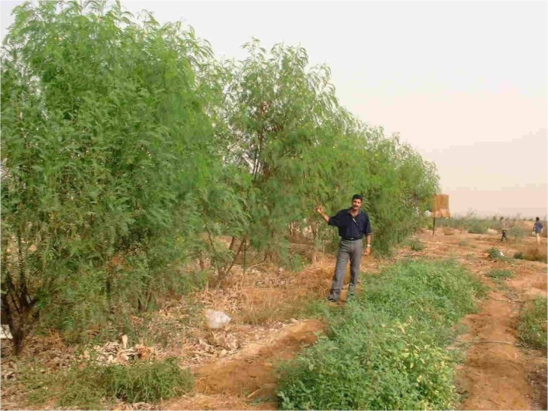 Greening the desert Project en Jordania.