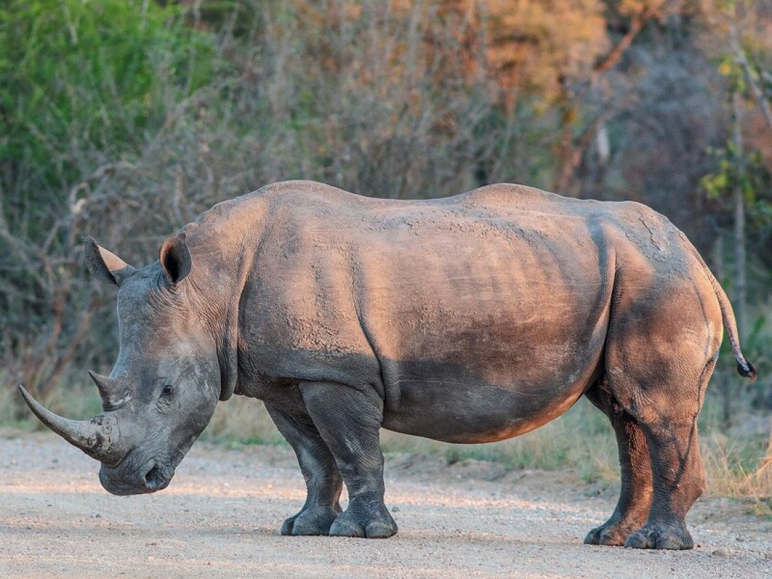  Rinoceronte blanco 