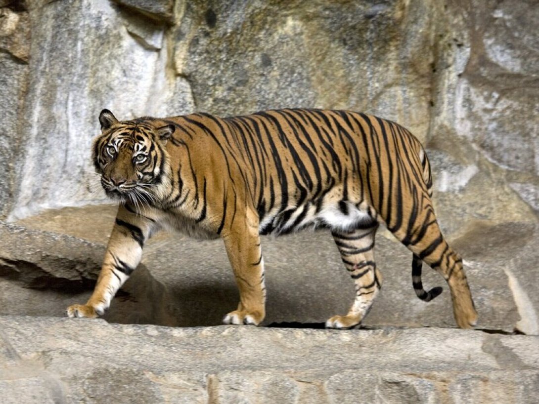 Tigre de Sumatra 