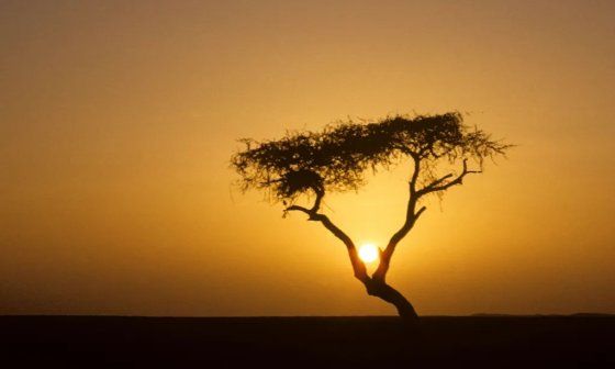 El árbol de Tenere.