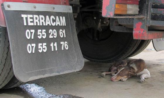 Perro aletargado debajo de un camión