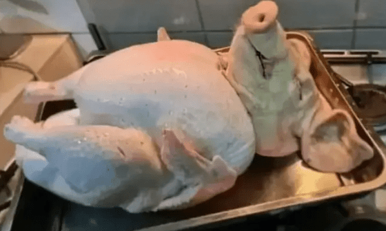Cuerpo de pollo con cabeza de cerdo sobre el fogón.