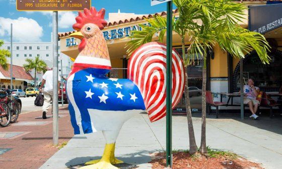 Un gallo "yuma" en Miami.
