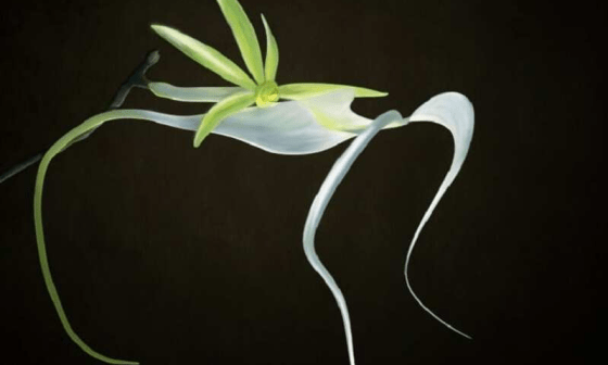 Imagen de la orquídea fantasma, una rara especie de flor oriunda de Cuba.