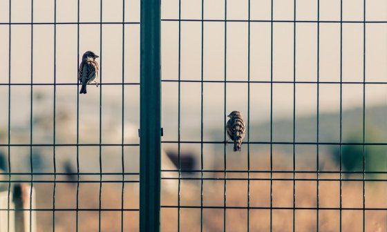 Pájaros posados en una reja.