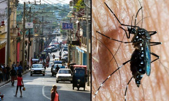 Calle de Pinar del Río y mosquito Aedes aegypti.