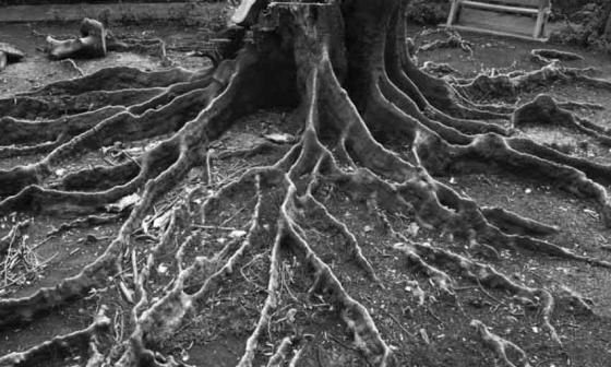 Raíces de árbol talado. Foto: Francis Sánchez