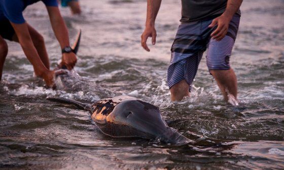 Dos delfines varados en la costa atrajeron a decenas de cubanos para intentar salvarlos.