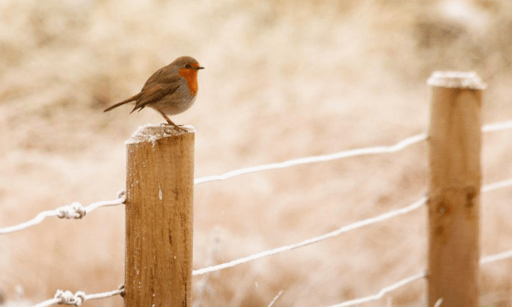 Pájaro posado sobre una cerca.