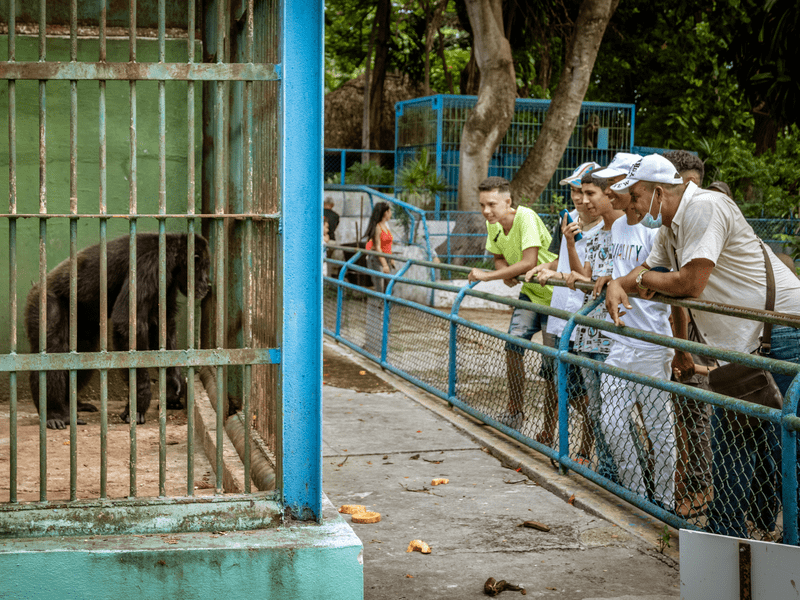 Mono enjaulado siendo observado como una atracción turística.