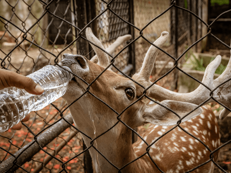 Venado con sed.