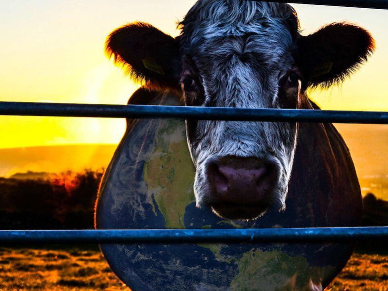 Fotograma del documental "Cowspiracy" muestra a una vaca.