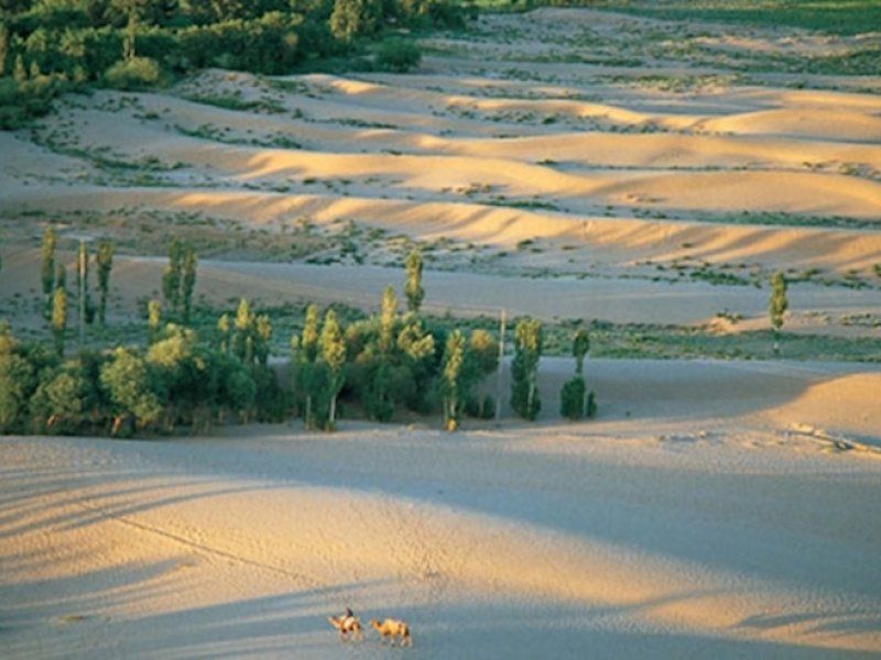 Reforestación de árboles frente al desierto Ghobi en China.