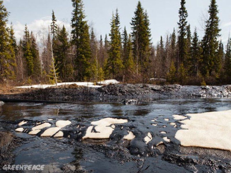 Bosque ruso contaminado con petróleo.