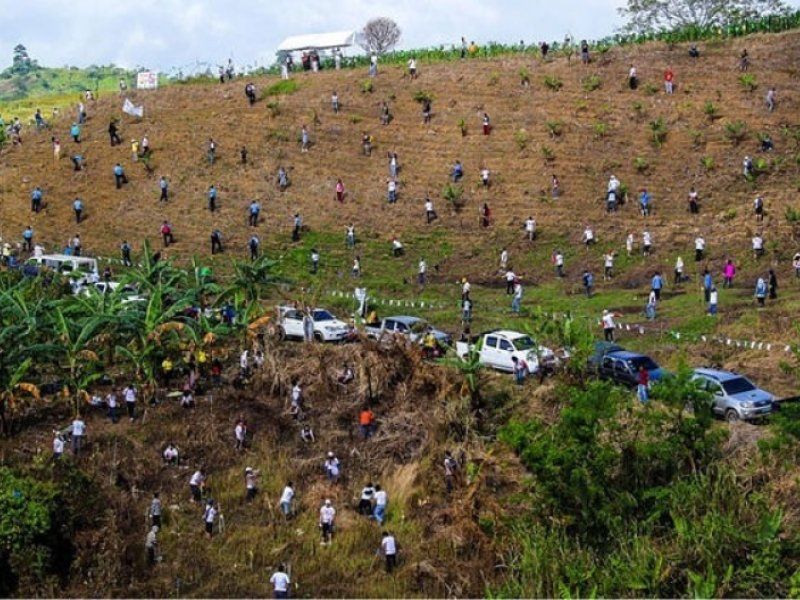 Proyecto de reforestación de árboles en Filipinas.