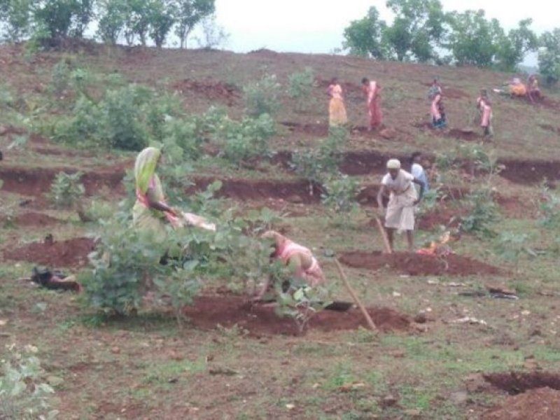 Proyecto de reforestación de árboles en la India.