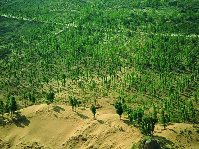 Proyecto de reforestación de árboles en el Sahara.